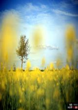 席慕容诗集 席慕容诗集