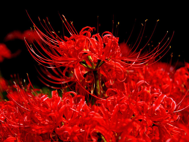 ��������ϼ