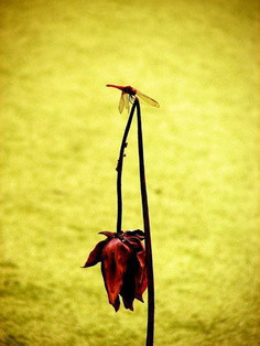 红玫瑰之香封面