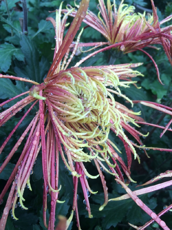 兽人之我爱养包子封面