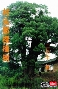 村头那棵樟树 村头那棵樟树