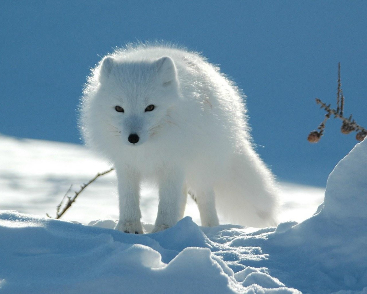 (小红娘同人)这么办,一不小心它崩坏了 (小红娘同人)这么办,一不小心它崩坏了