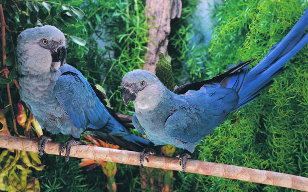 ����һֻ����ô�Ʒ���