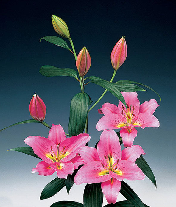 魔王的淘气老婆封面