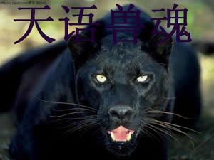 �����޻�