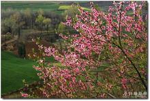 在那桃花盛开的地方封面