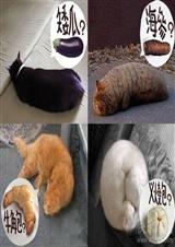 ������ (��� ����ͬ��)