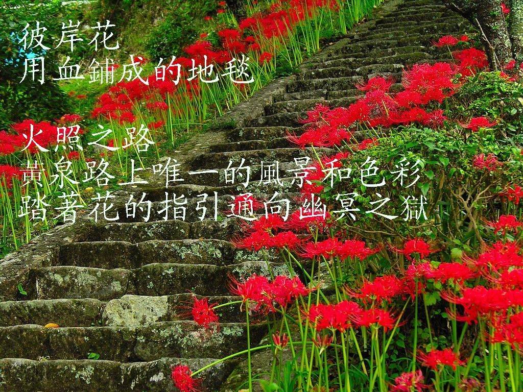 皇上我不嫁封面