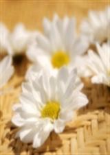 重生之怡然一笑封面