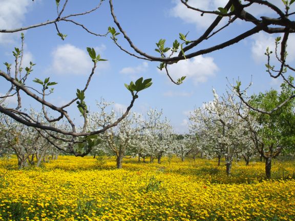 五月的意大利田野 五月的意大利田野