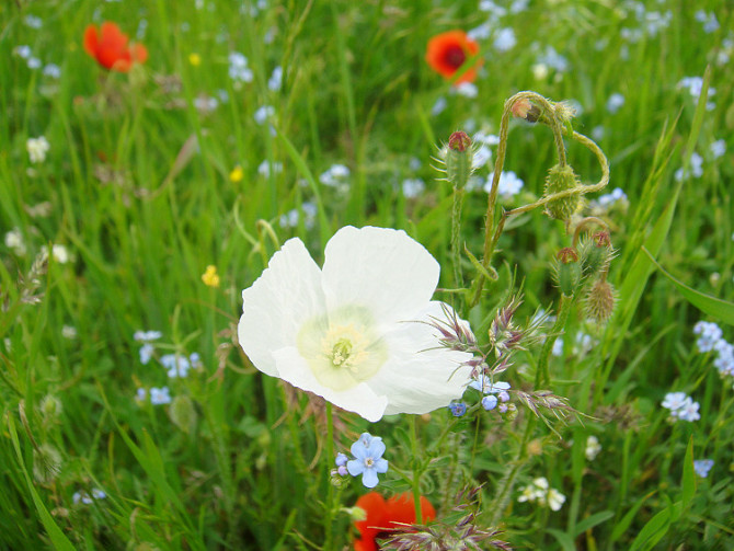 又是春暖花开 又是春暖花开