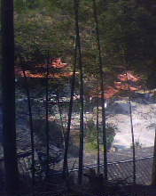 存活与质疑 存活与质疑