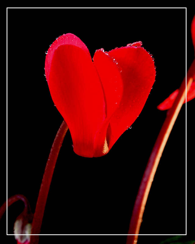 ��Ȼ����