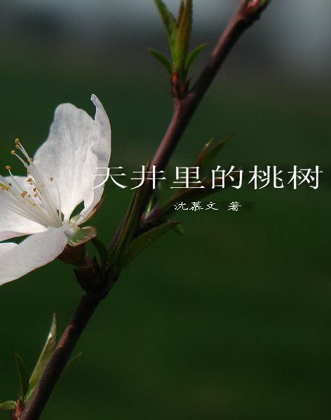 天井里的桃树封面