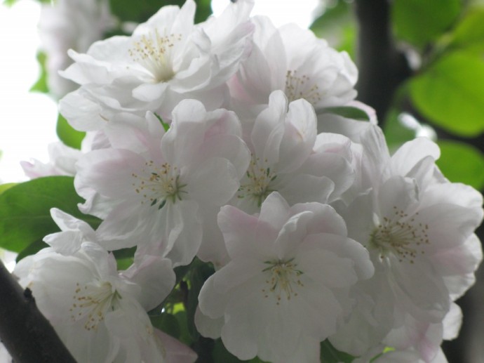 ��¼��,�����