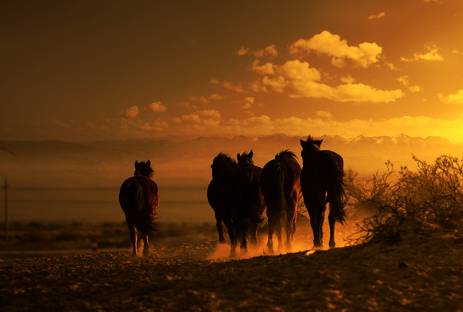 男人的书--我的乱世 男人的书--我的乱世