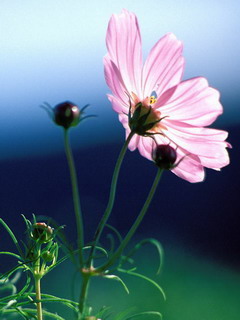 女尊之冷心落梦封面