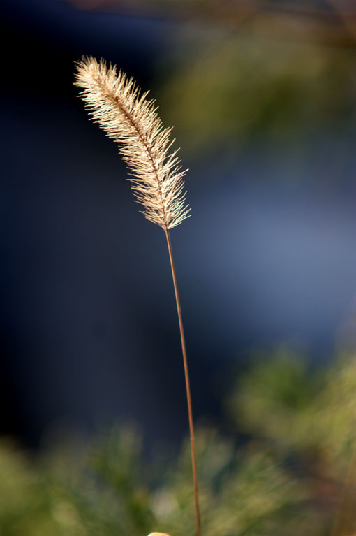 油炸的诗 油炸的诗