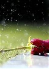 纯色系夏天殿下封面