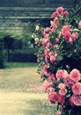 EXO之你是我此生最大的信仰 EXO之你是我此生最大的信仰