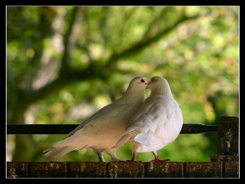 �ܲ��鰮��ʷ