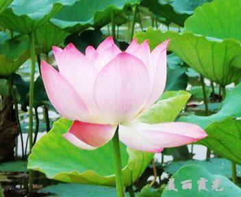 就像老鼠爱大米封面