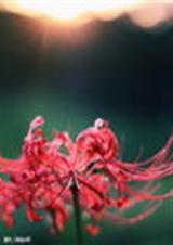 ���ع�������У԰