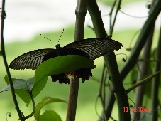 无法寄出的信 无法寄出的信