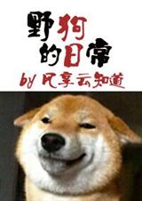 野狗的日常 野狗的日常