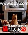 猫行天下 猫行天下