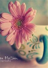 嗜血三少的邪魅拽公主 嗜血三少的邪魅拽公主