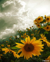 һ���׵��������